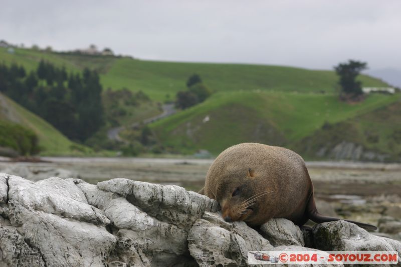 Kaikoura - Seal
Mots-clés: New Zealand South Island animals Phoques