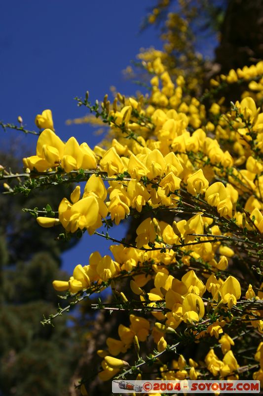 Hanmer Springs
Mots-clés: New Zealand South Island fleur