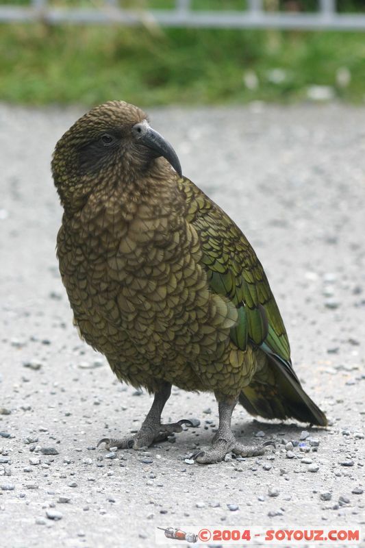 Otira Viaduct - Kea (Alpine Parrot)
Mots-clés: New Zealand South Island animals oiseau perroquet Kea