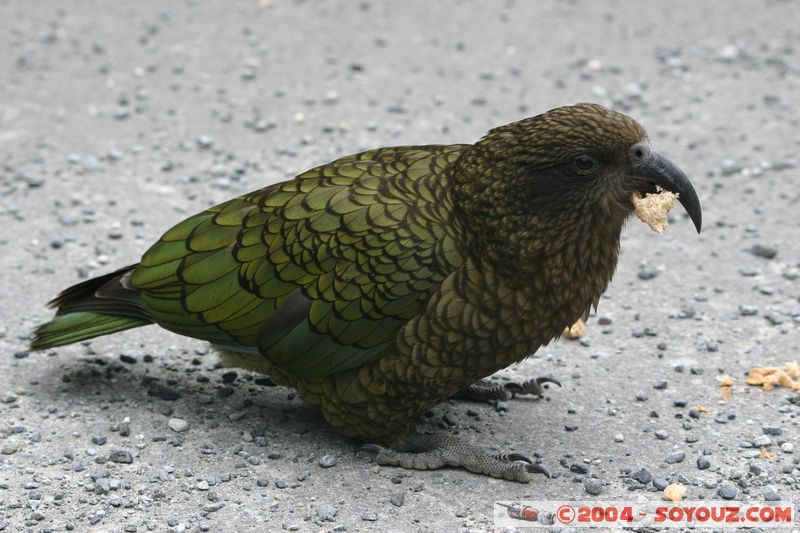 Otira Viaduct - Kea (Alpine Parrot)
Mots-clés: New Zealand South Island animals oiseau perroquet Kea