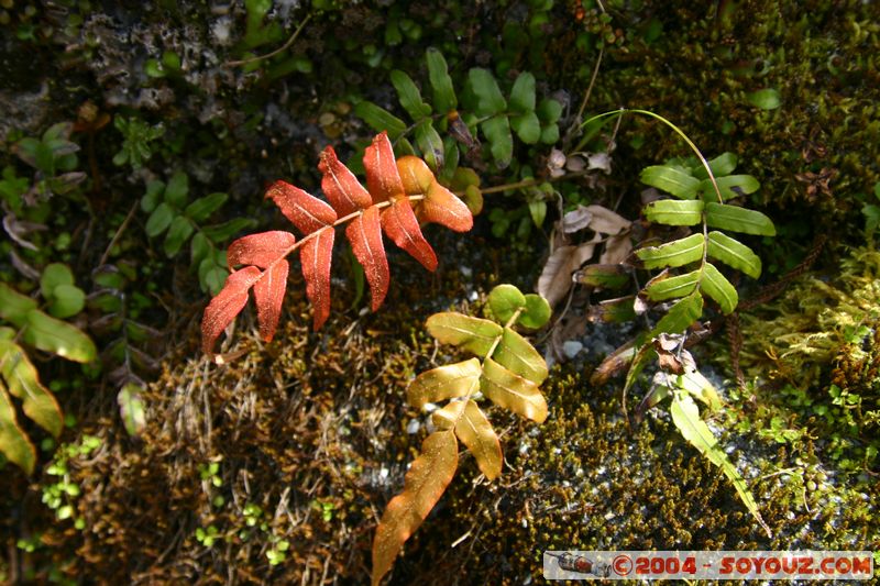 Hokitika Gorge
Mots-clés: New Zealand South Island plante