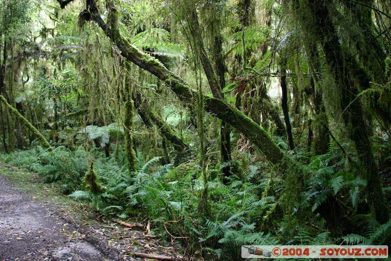 Hokitika - Lake Kaniere
Mots-clés: New Zealand South Island