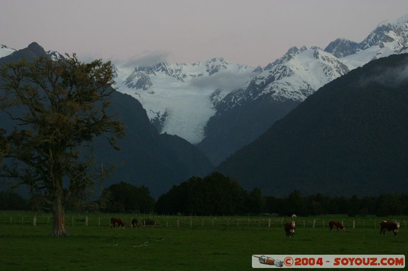 Fox Glacier - Near the coast
Mots-clés: New Zealand South Island glacier animals vaches Montagne