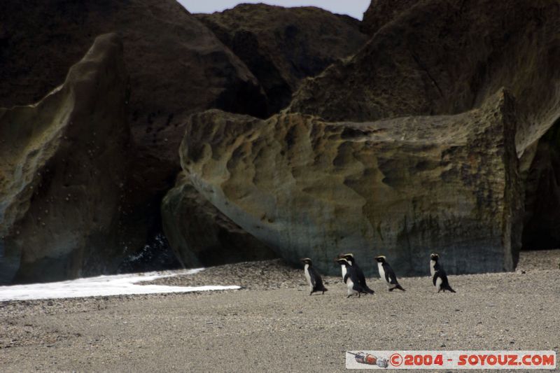 Monro Beach - Fiordland crested penguins
Mots-clés: New Zealand South Island plage mer animals oiseau Pingouin