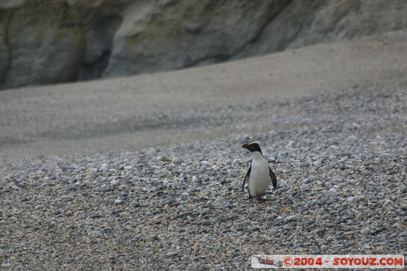 Monro Beach - Fiordland crested penguins
Mots-clés: New Zealand South Island animals oiseau Pingouin