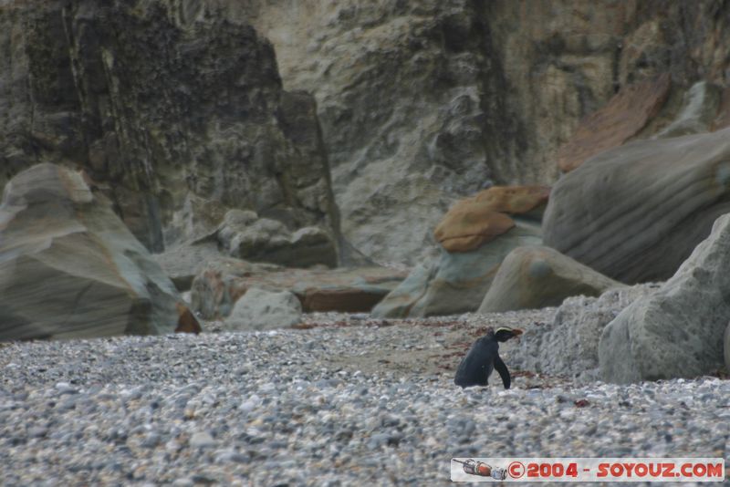 Monro Beach - Fiordland crested penguins
Mots-clés: New Zealand South Island animals oiseau Pingouin