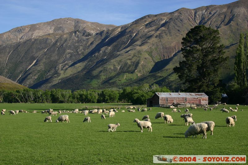 State Highway 6 - Sheeps
Mots-clés: New Zealand South Island animals Mouton
