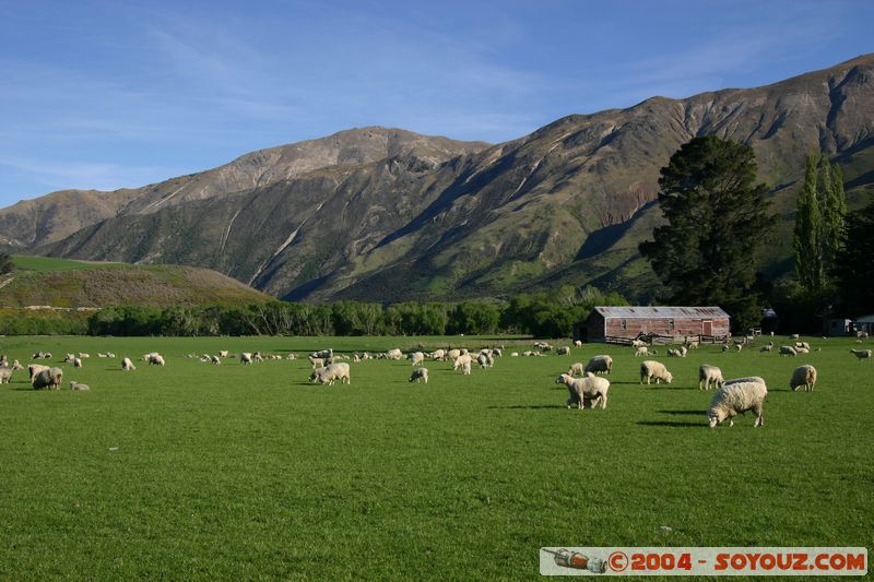 State Highway 6 - Sheeps
Mots-clés: New Zealand South Island animals Mouton
