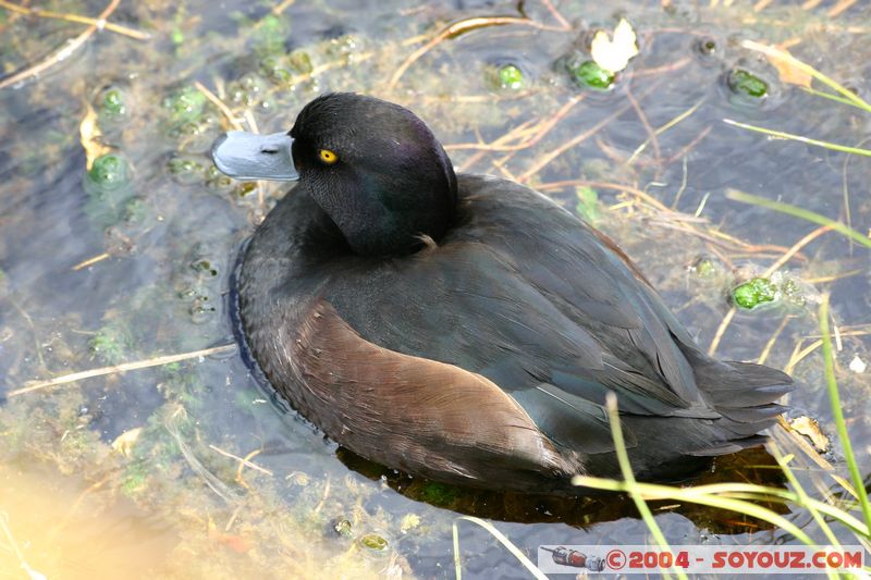 Te Anau / Milford Highway - Duck
Mots-clés: New Zealand South Island animals oiseau canard
