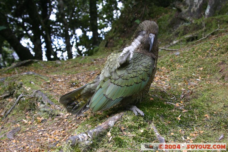 Te Anau / Milford Highway - Kea (Alpine Parrot)
Mots-clés: New Zealand South Island animals oiseau Kea