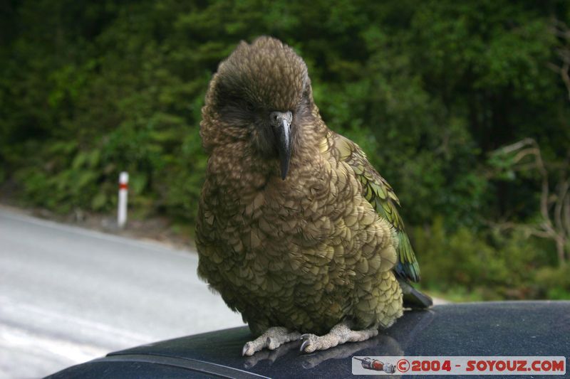 Te Anau / Milford Highway - Kea (Alpine Parrot)
Mots-clés: New Zealand South Island animals oiseau Kea