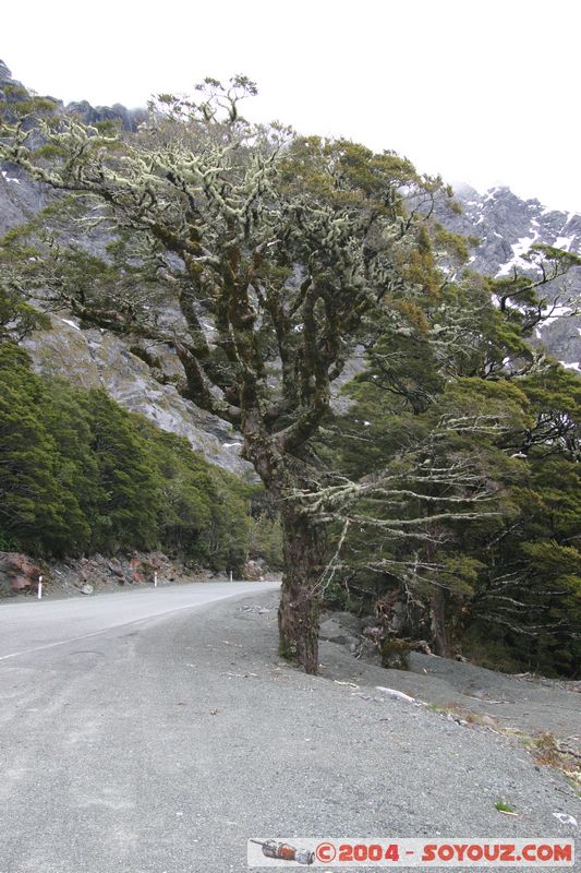 Te Anau / Milford Highway
Mots-clés: New Zealand South Island patrimoine unesco Arbres