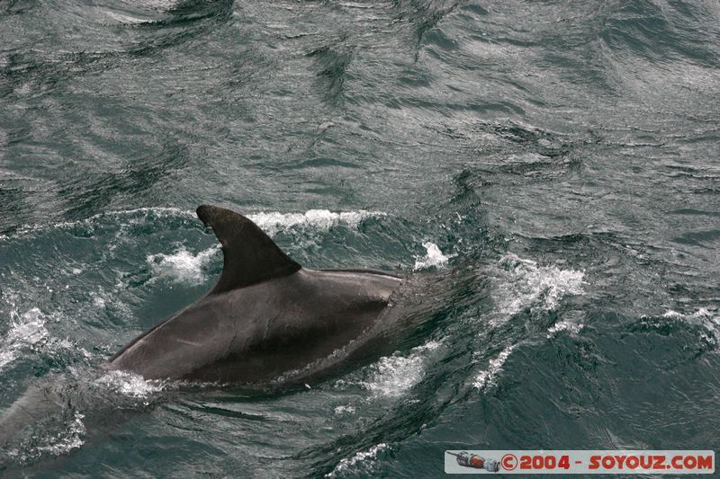 Milford Sound - Dolphin
Mots-clés: New Zealand South Island patrimoine unesco animals Dauphin