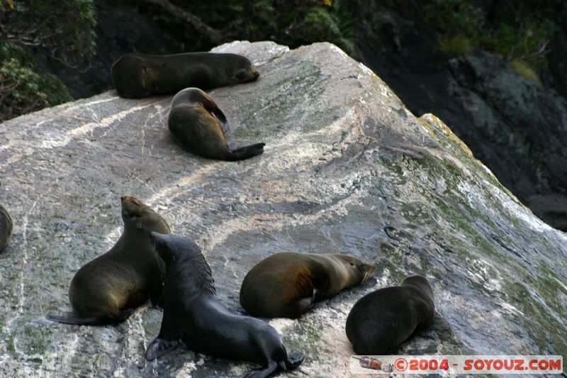 Milford Sound - Seals
Mots-clés: New Zealand South Island patrimoine unesco animals Phoques