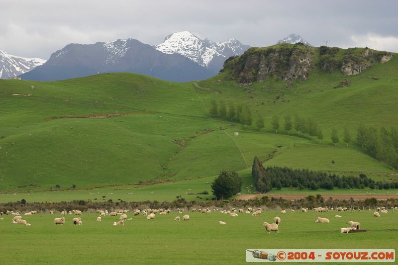 Southern Scenic Road - Sheeps
Mots-clés: New Zealand South Island animals Mouton
