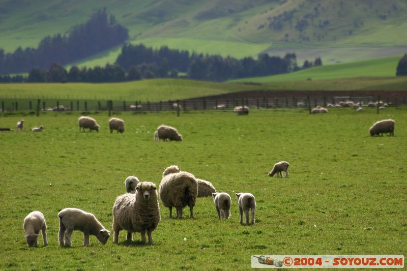 Southern Scenic Road - Sheeps
Mots-clés: New Zealand South Island animals Mouton