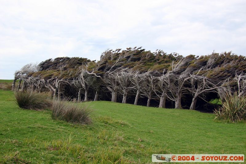 The Catlins - Trees folded by the wind
Mots-clés: New Zealand South Island Arbres