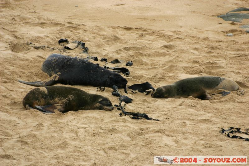 The Catlins - Waipapa point - Seals
Mots-clés: New Zealand South Island animals Phoques