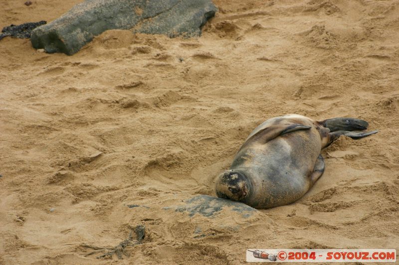 The Catlins - Waipapa point - Seals
Mots-clés: New Zealand South Island animals Phoques