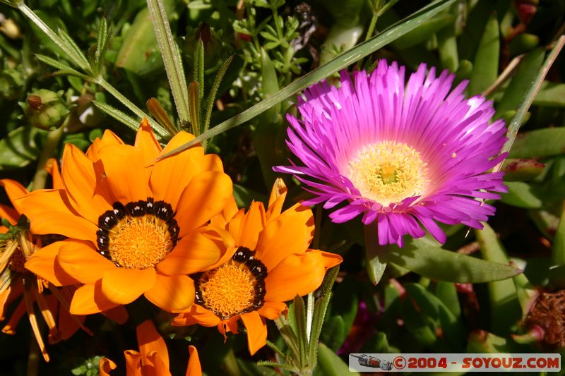 Banks Peninsula - Flowers
Mots-clés: New Zealand South Island fleur