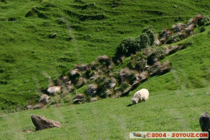 Banks Peninsula
Mots-clés: New Zealand South Island animals Mouton