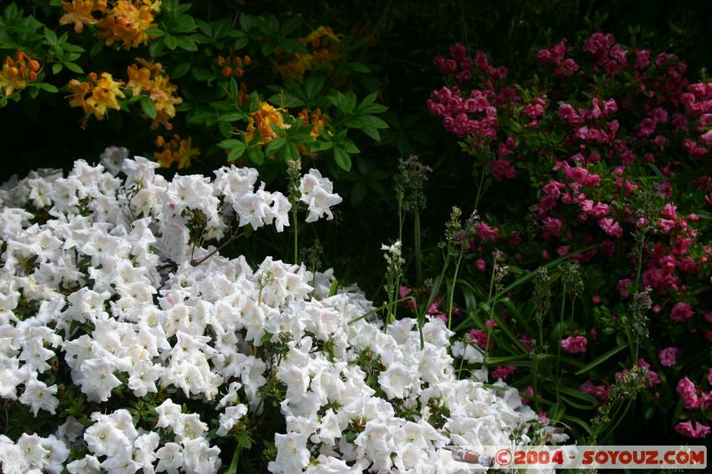 Christchurch - Botanic Gardens - Flowers
