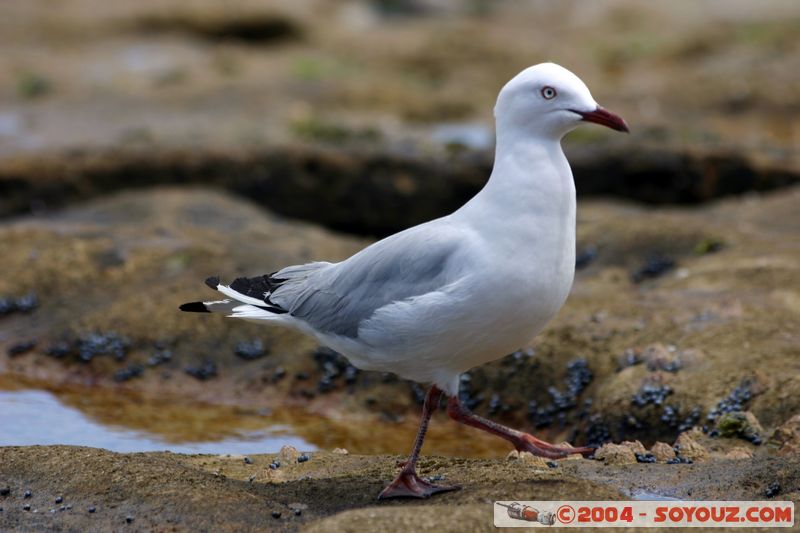 Bondi beach - Seagull
Mots-clés: animals oiseau