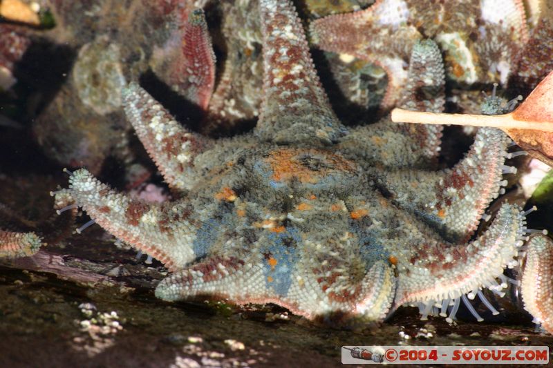 Bondi beach - starfish
Mots-clés: animals Etoile de mer