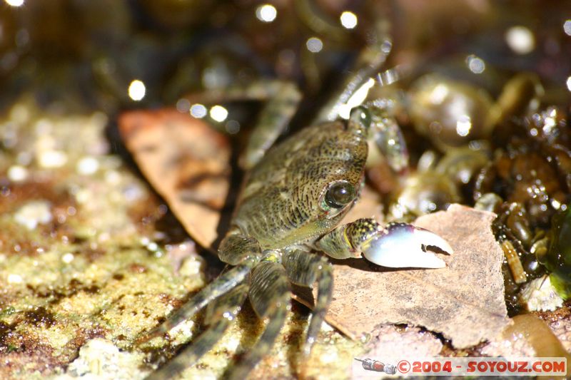Bondi beach - Crab
Mots-clés: animals crabe