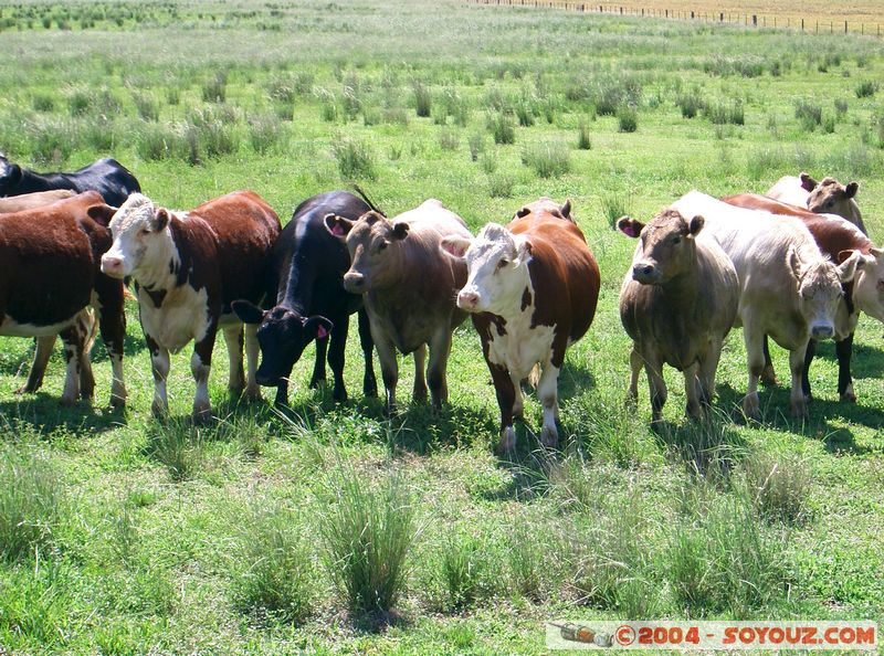 Gunnedah - countryside
Mots-clés: animals vaches