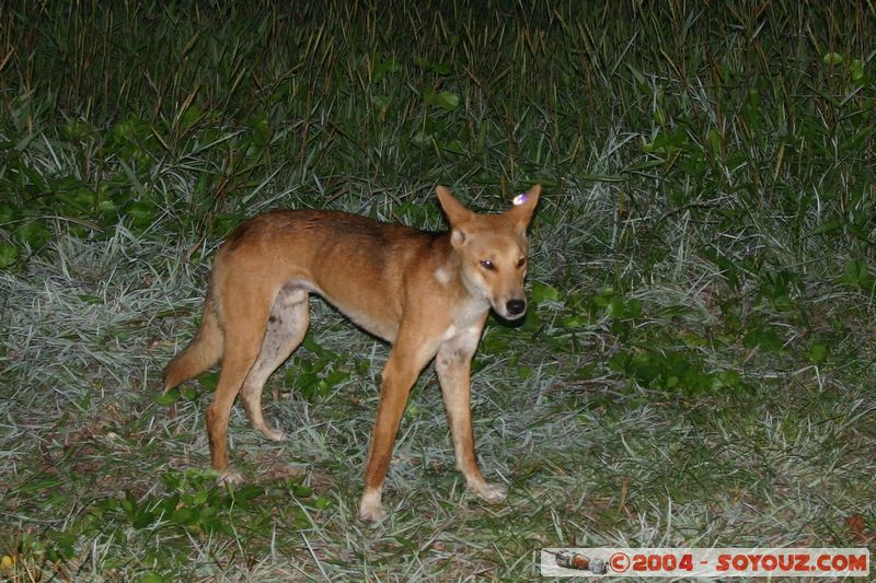 Fraser Island - Dingo
Mots-clés: patrimoine unesco animals animals Australia chien Dingo