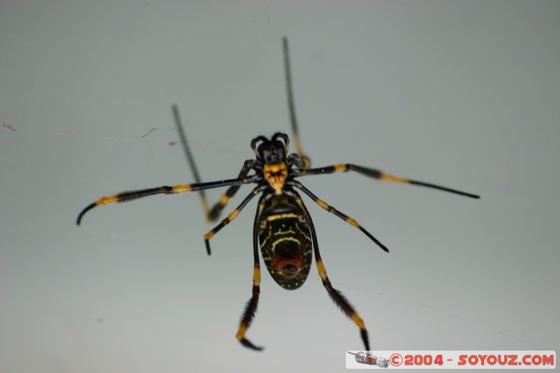Fraser Island - Golden Orb - Australian Spider
Mots-clés: animals animals Australia Insecte AraignÃ©e Golden Orb