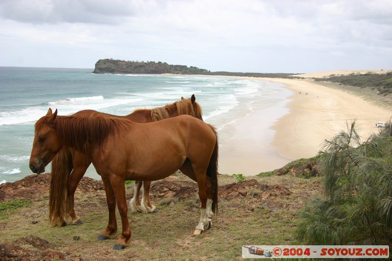 Fraser Island - Indian Head
Mots-clés: patrimoine unesco animals cheval