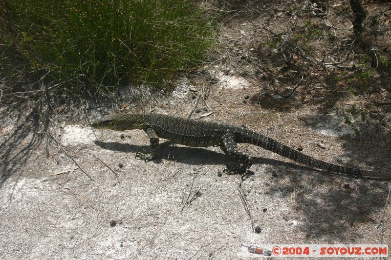 Fraser Island - Lace monitors (lizard)
Mots-clés: animals animals Australia lezard