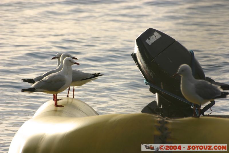 Whitsundays - Australian Seagull
Mots-clés: bateau oiseau animals Mouette