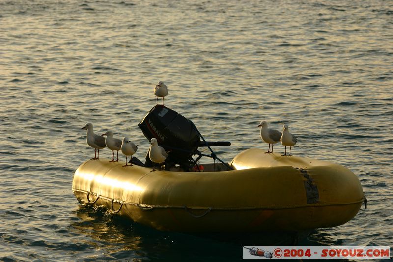 Whitsundays - sunset - Australian Seagull
Mots-clés: sunset bateau oiseau animals Mouette