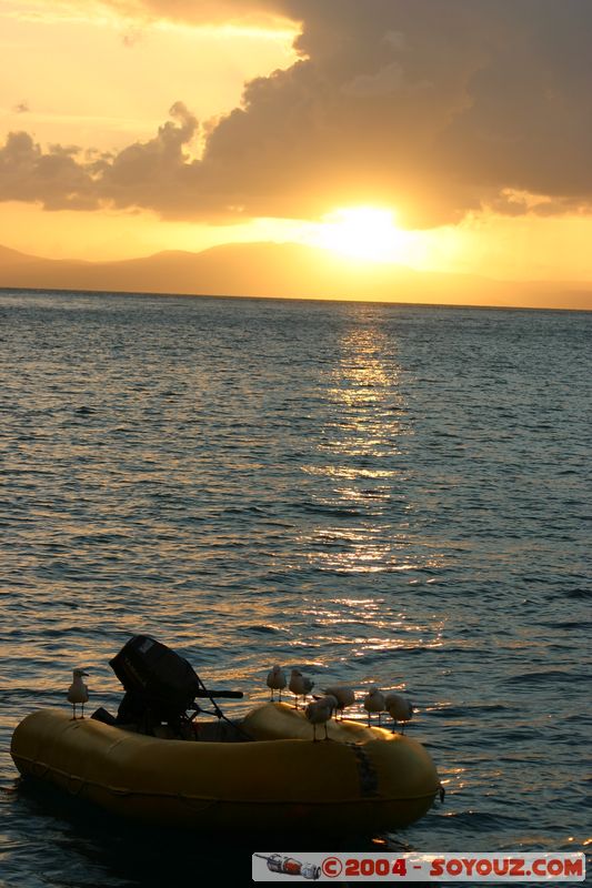 Whitsundays - sunset - Australian Seagull
Mots-clés: sunset bateau oiseau animals Mouette
