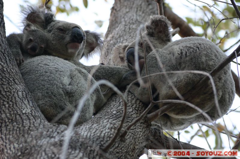 Magnetic Island - Koala
Mots-clés: animals koala animals Australia