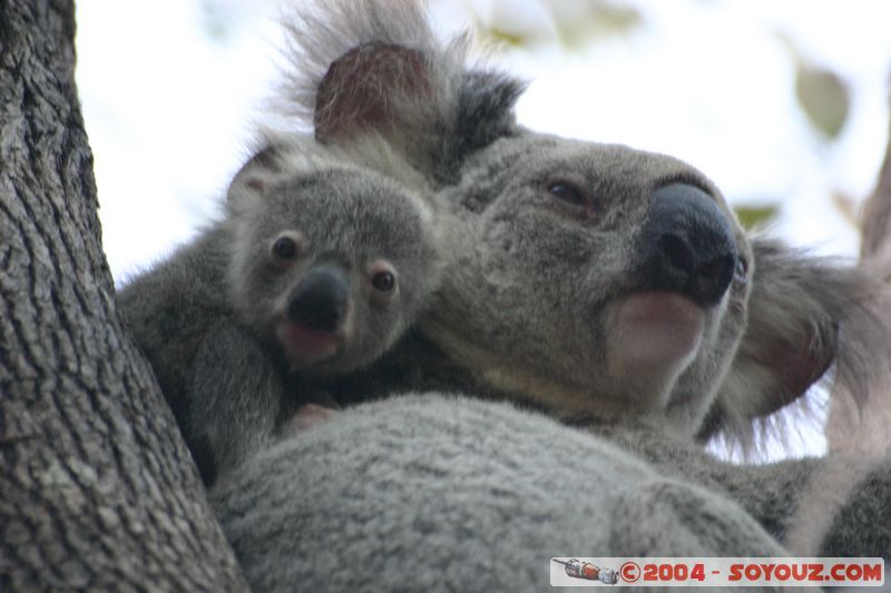 Magnetic Island - Koala
Mots-clés: animals koala animals Australia