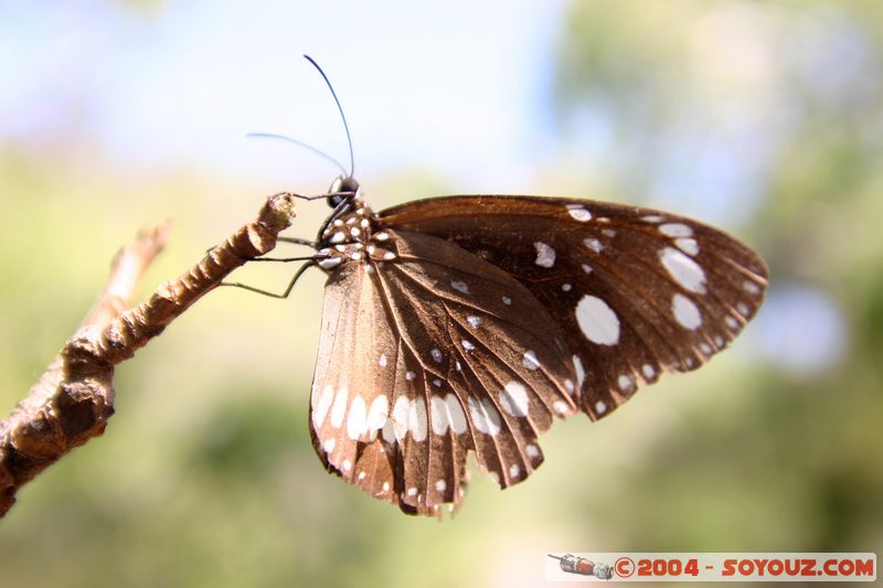 Magnetic Island - Butterfly
Mots-clés: animals Insecte papillon