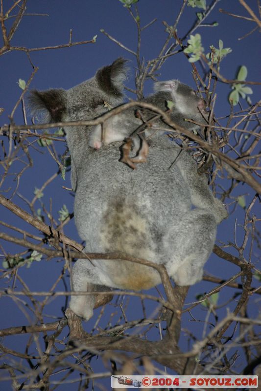 Magnetic Island - Koala
