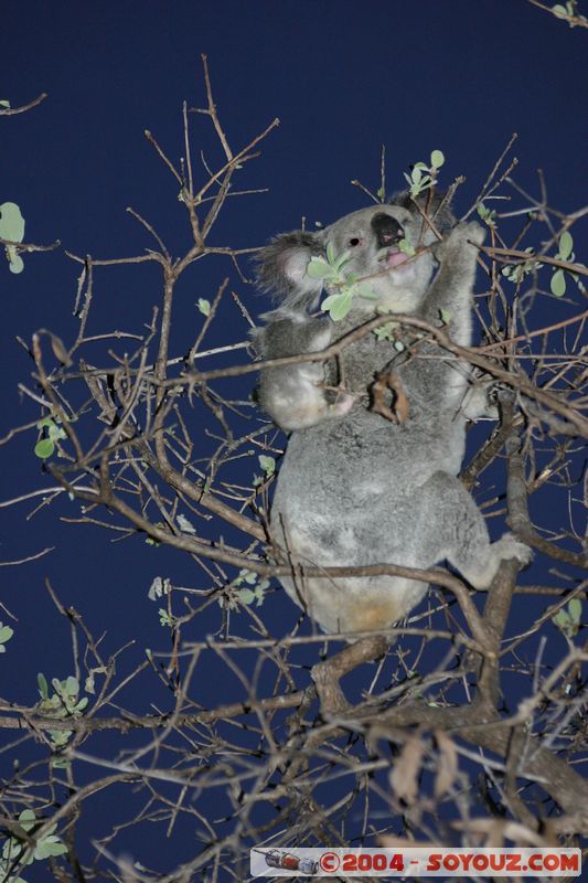 Magnetic Island - Koala
