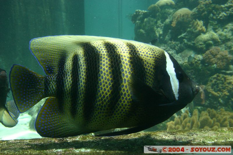 Townsville - Fish
Mots-clés: animals Poisson