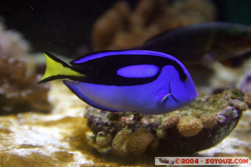 Townsville - Surgeonfish
Mots-clés: animals Poisson