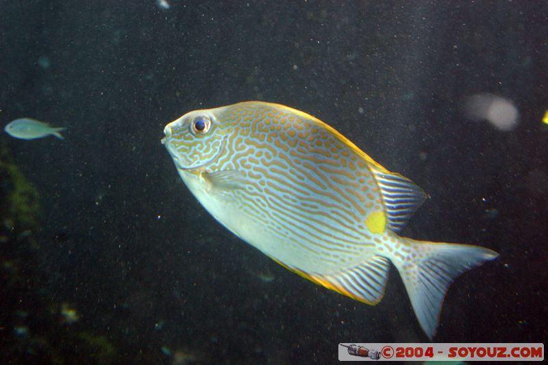 Townsville - Fish
Mots-clés: animals Poisson