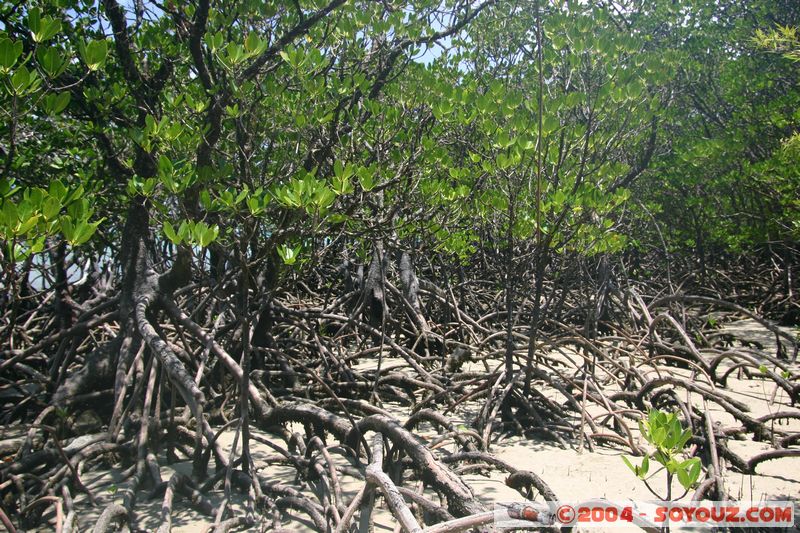 Cap Tribulation - Mangrove
Mots-clés: patrimoine unesco