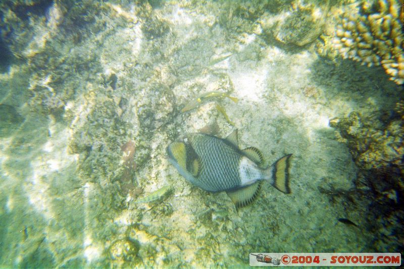 Great barrier reef
Mots-clés: patrimoine unesco animals Poisson