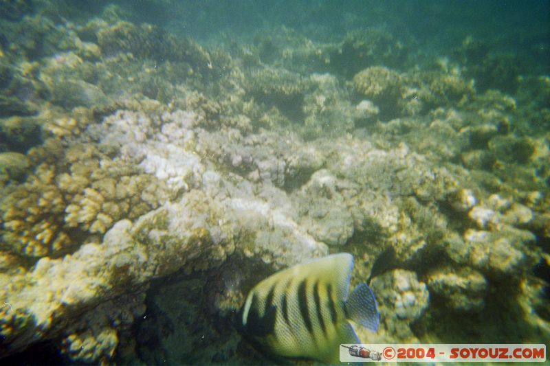 Great barrier reef
Mots-clés: patrimoine unesco animals Poisson