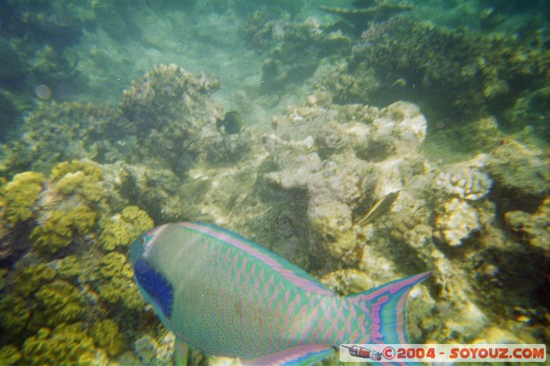 Great barrier reef - Parrot fish
Mots-clés: patrimoine unesco animals Poisson