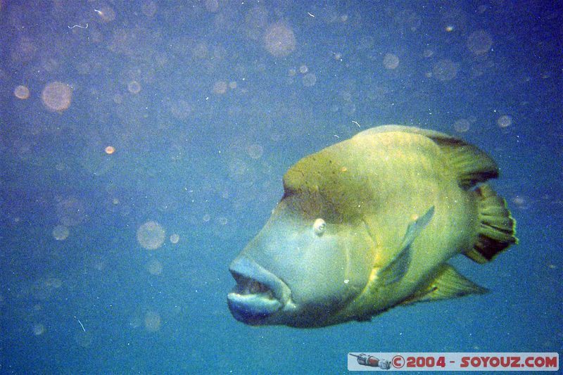 Great barrier reef - Napoleon Fish
Mots-clés: patrimoine unesco animals Poisson
